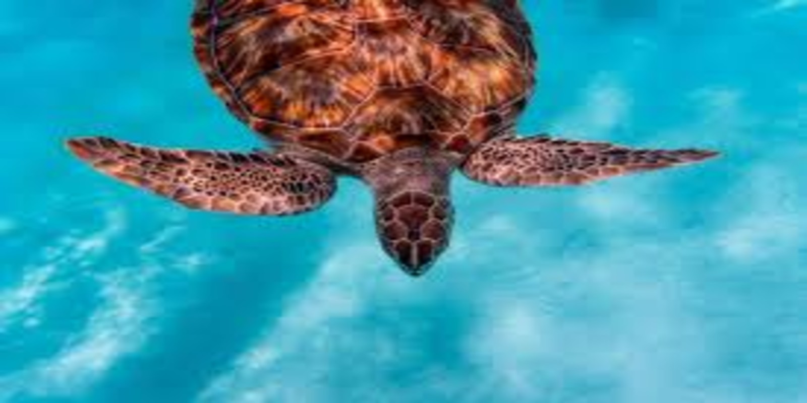 How to Release Baby Sea Turtles in Bali: Kuta & Sanur Guide