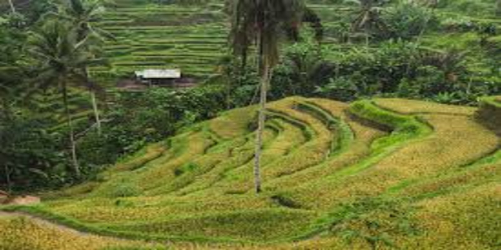 Tegalalang Rice Terrace Guide: Visiting Bali’s Iconic Green Rice Fields