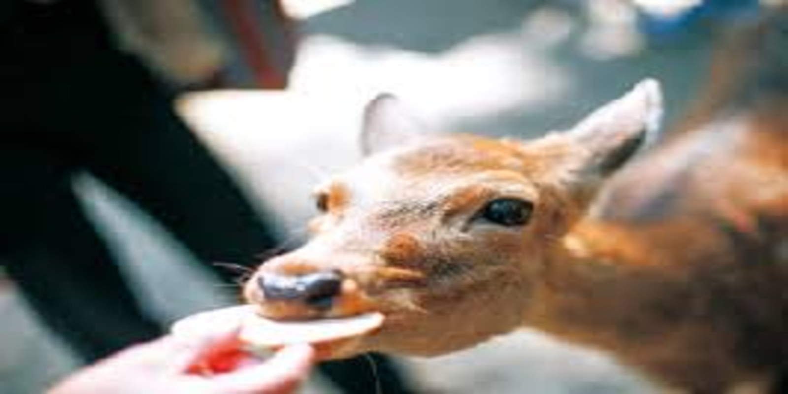 Nara Park Japan: How To Feed Friendly Deer & Visit Todaiji Temple
