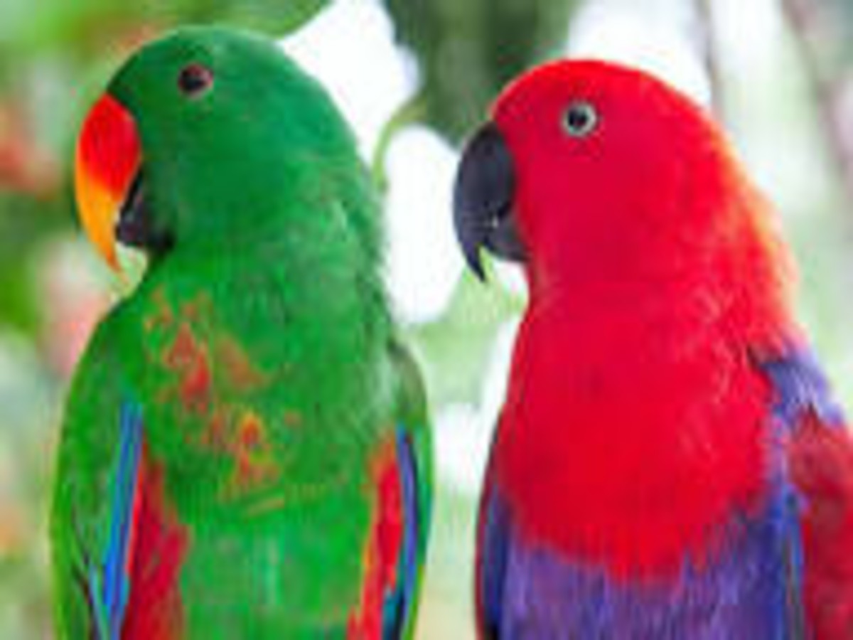 Bali Zoo Review: Tickets, Experience & Best Things To Do